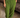 BALLOON PANTS- COLLARD GREEN