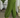 BALLOON PANTS- COLLARD GREEN
