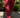 ARC PANTS